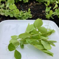 Pea shoots